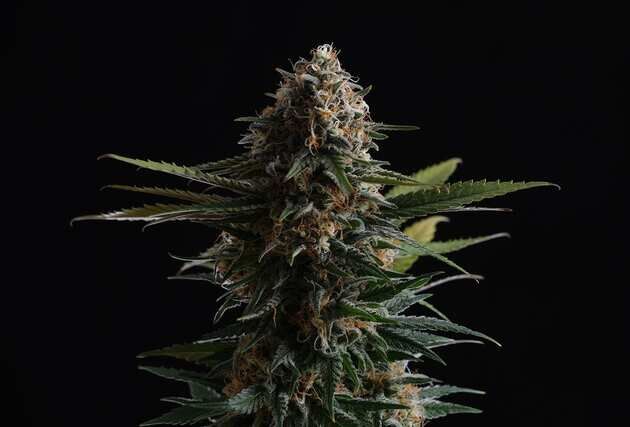 Candy Cream Go Fast feminised cannabis seeds by Kannabia for indoor and outdoor